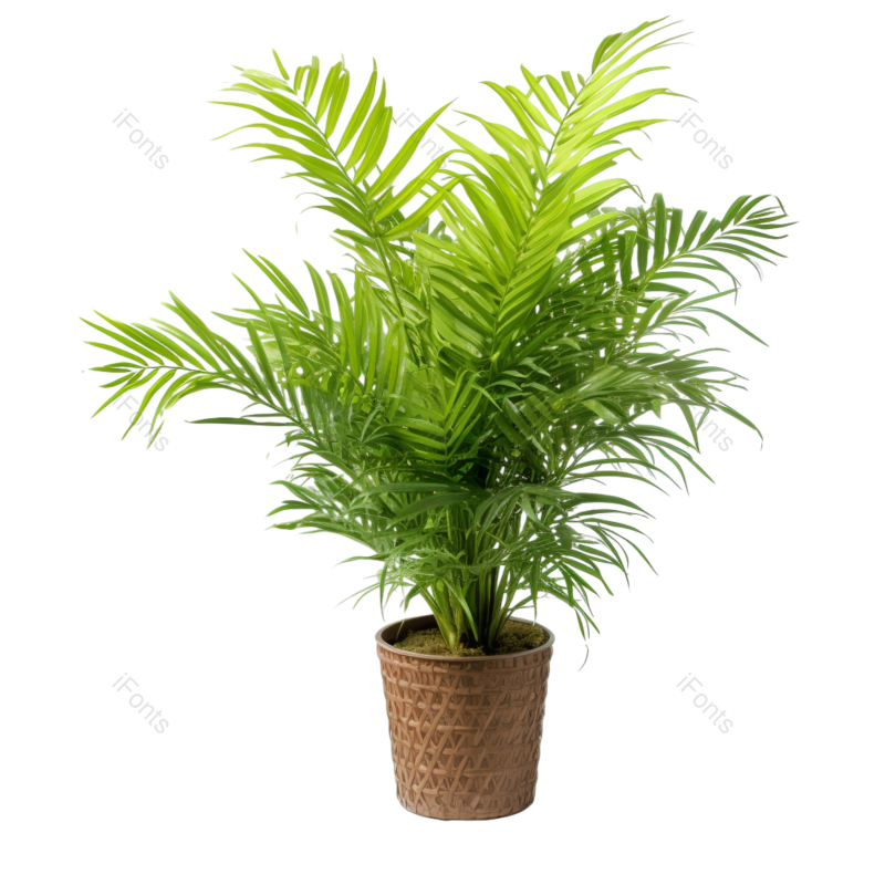 花卉图片,大自然元素,盆栽PNG,植物免抠素材